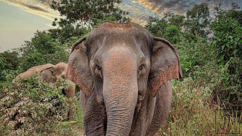Kulen Elephant Forest Siem Reap in Small Group - Walking 2 kilometers with the elephants