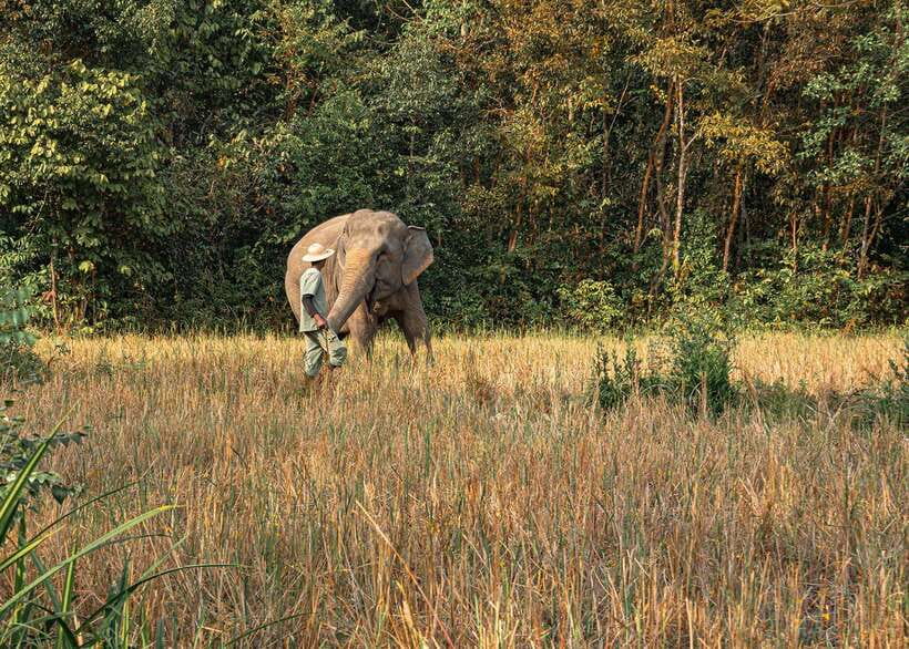 Kulen Elephant Forest Siem Reap in Small Group - Enrichment, play, and time beside the pond