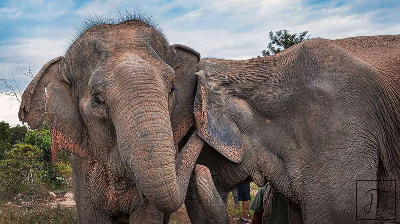 Kulen Elephant Forest Siem Reap in Small Group - What $69 really gets you