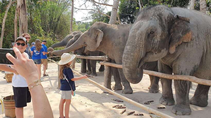 Kulen Elephant Forest & Tonlesap Lake - Three hours with elephants and a forest trail