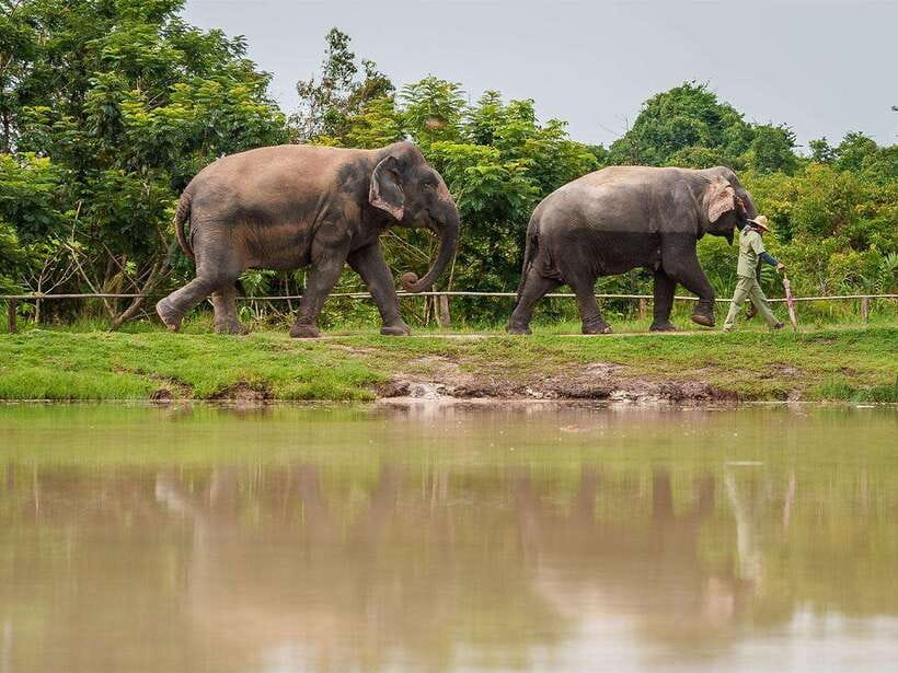 Kulen Elephant Forest Tour with Hotel Pick-up & Drop off - Who will enjoy this experience most?