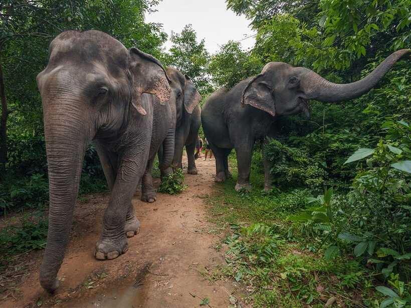 Kulen Elephant Forest Tour with Hotel Pick-up & Drop off - Practical advice before you book