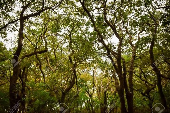 Mechrey Floating Village Tour & Mangrove from Siem Reap - Birds, seasons, and the Tonlé Sap