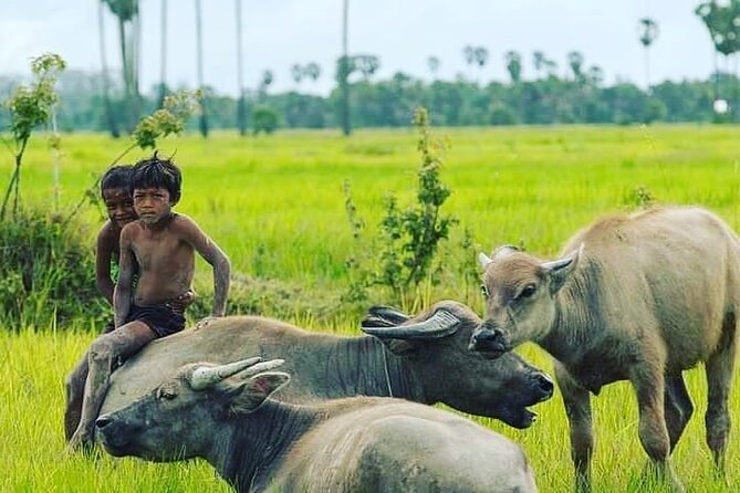 Morning Tour Bamboo Train, Ancient House, Local, Countryside - The bamboo train: the day’s main attraction