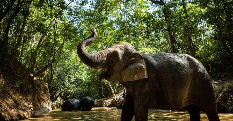 Phnom Kulen Park: Tour with Elephant Forest from Siem Reap - What the $230 price includes
