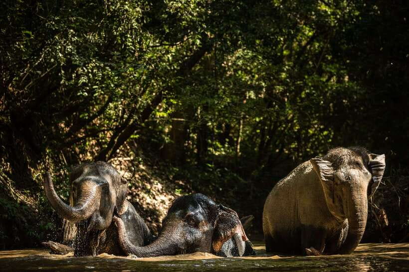 Phnom Kulen Park: Tour with Elephant Forest from Siem Reap - The reclining Buddha and a living religious site