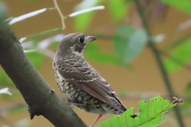 Phnom Penh Birding Experience and Brunch - Why this half-day trip works so well from Phnom Penh