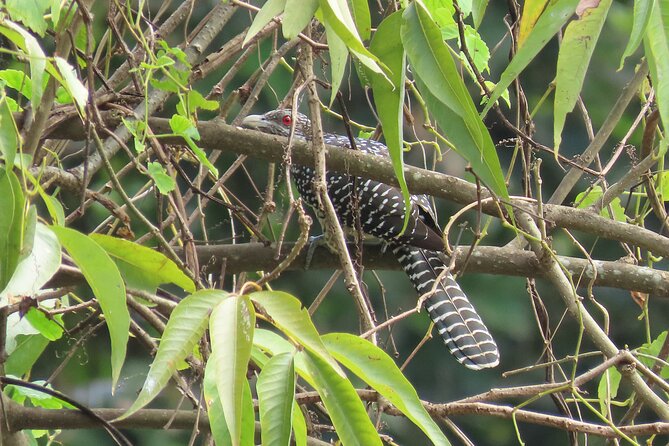 Phnom Penh Birding Experience and Brunch - 6:30 am through rice fields and lotus farms