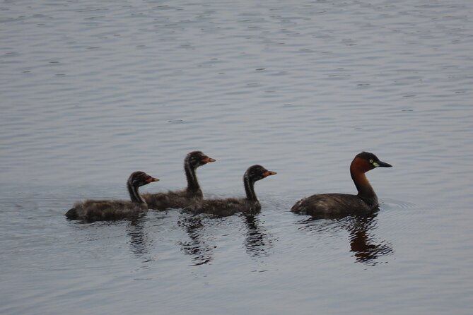 Phnom Penh Birding Experience and Brunch - 7:30 am breakfast beside a small lake