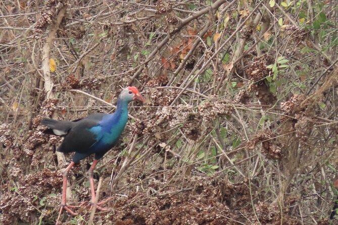 Phnom Penh Birding Experience and Brunch - 8:20 am and the search for the Cambodian Tailorbird