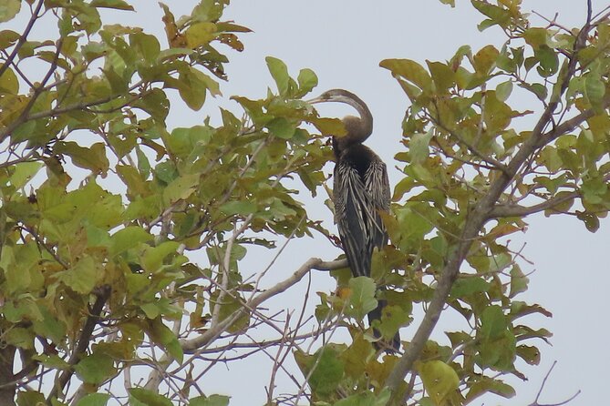Phnom Penh Birding Experience and Brunch - What Thong adds to the experience