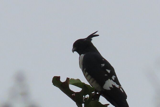 Phnom Penh Birding Experience and Brunch - What to bring and how to prepare