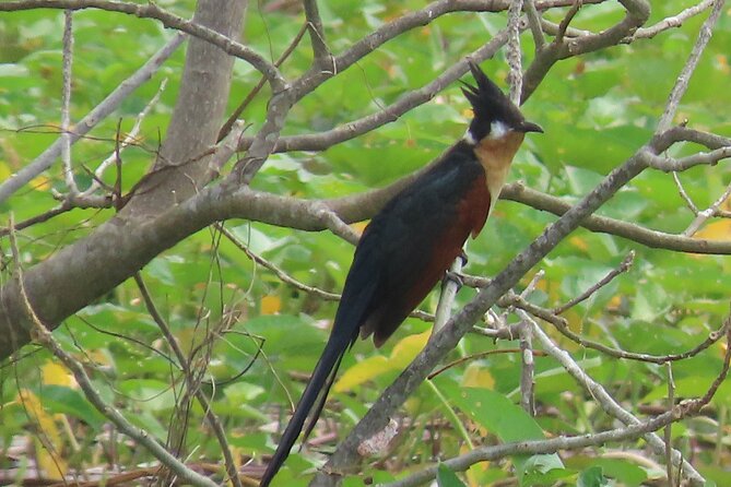 Phnom Penh Birding Experience and Brunch - 6:00 am at Areyksat Ferry Dock