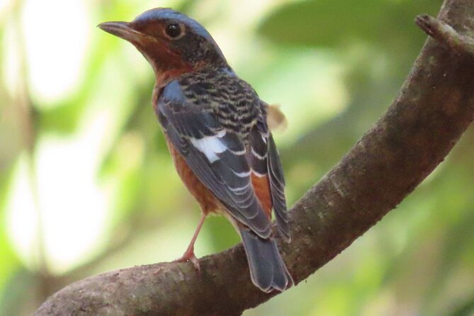 Phnom Penh & Kirirom National Park Birds Tour - Key points at a glance