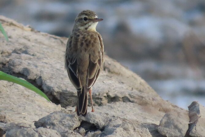 Phnom Penh & Kirirom National Park Birds Tour - Why this bird tour feels different from a city day trip