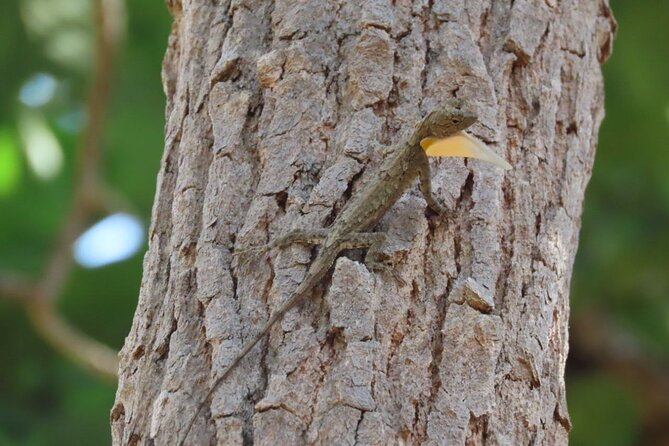 Phnom Penh & Kirirom National Park Birds Tour - Day one: lotus fields, rice paddies, and the Chambok homestay