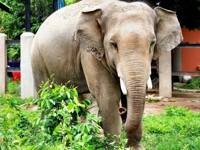 Phnom Tamao Wildlife Center & Buddha Kiri Cambodia Day Tour - Who should book this day out