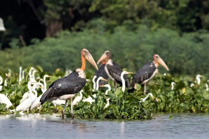 Prek Toal Birds Sanctuary and floating Village Private Day Tour - Seasonal Water Levels Can Change the Day