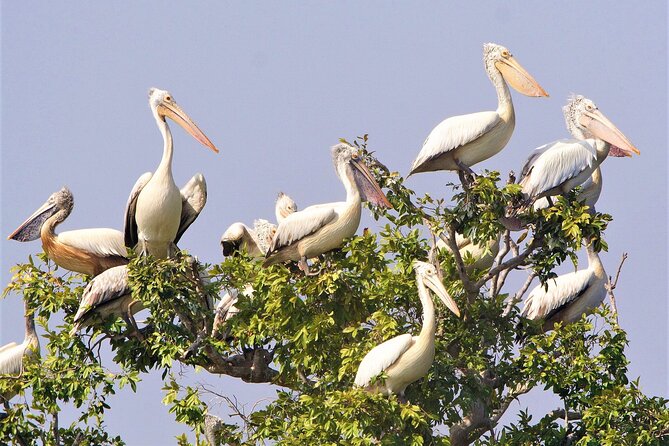 Prek Toal Birds Sanctuary and floating Village Private Day Tour - What the Private Format Adds