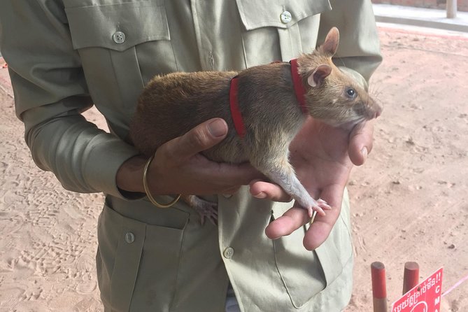 Private Tour: HERO Rats & Angkor National Museum - Why the Hero Rats are the heart of the tour