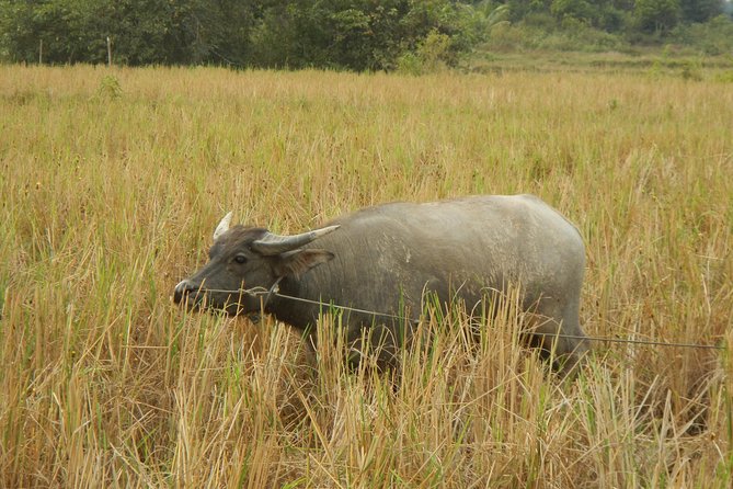 Rice Fields & Rural Villages Tour - What $69 covers, and what it does not