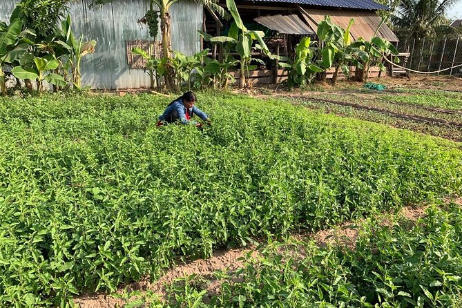 Rural Countryside Experience Tour in Siem Reap - A mushroom farm with a practical lesson