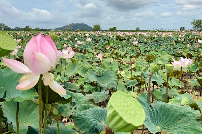 Rural Countryside Experience Tour in Siem Reap - A vegetable farm and the food behind Cambodian meals