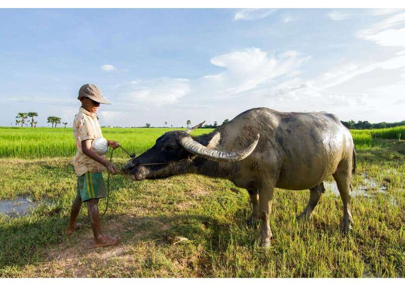 Siem Reap: Afternoon Cooking Class & Village Tour - Leaving Siem Reap at 3 pm