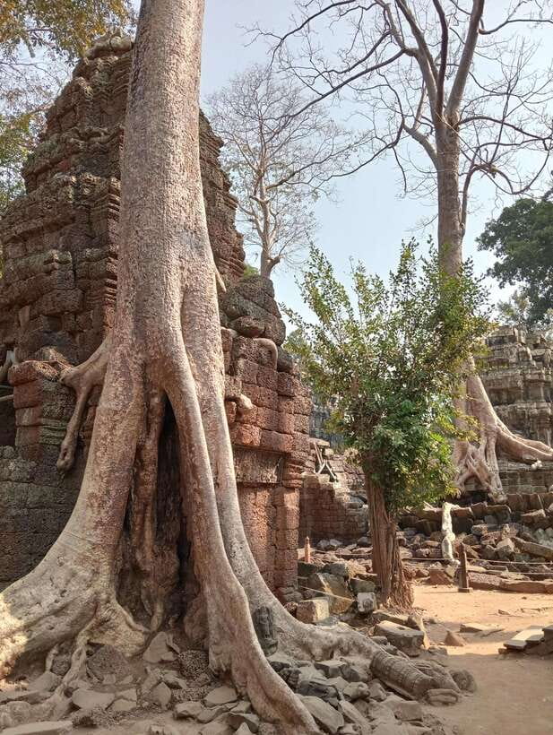 Siem Reap: Angkor Full-Day Group Tour with Japanese Guide - Why a Japanese guide changes the Angkor visit