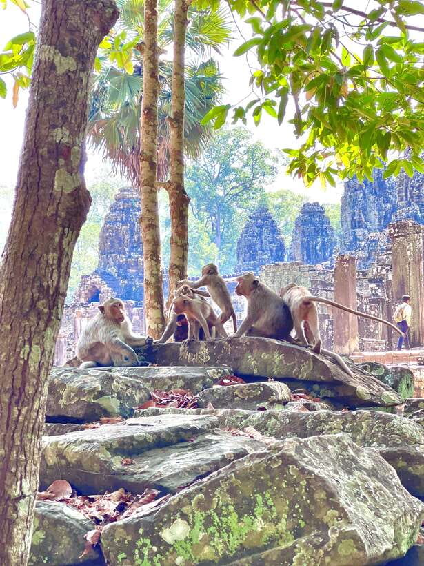Siem Reap: Angkor Wat Private full Day Tour - Ta Prohm after lunch
