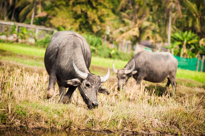 Siem Reap Countryside Guided Tour by Bike and E-Bike Private Tour - Leaving Siem Reap on two wheels