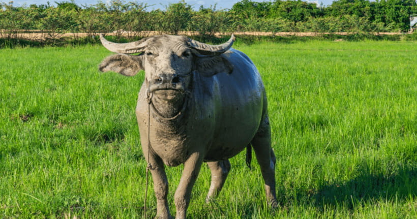 Siem Reap: Countryside Sunset Jeep Tour / SUV Available - The winery stop and what is included