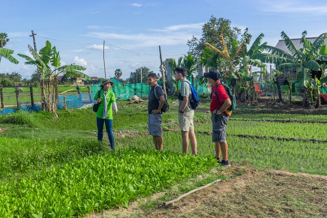 Siem Reap Countryside Sunset Vespa Tour / Tuk Tuk Available - Rice fields and sunset near Phnom Krom