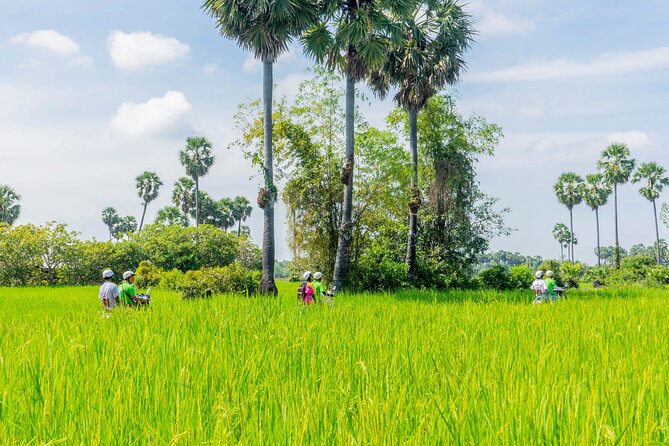 Rice country — Paddies and palm sugar