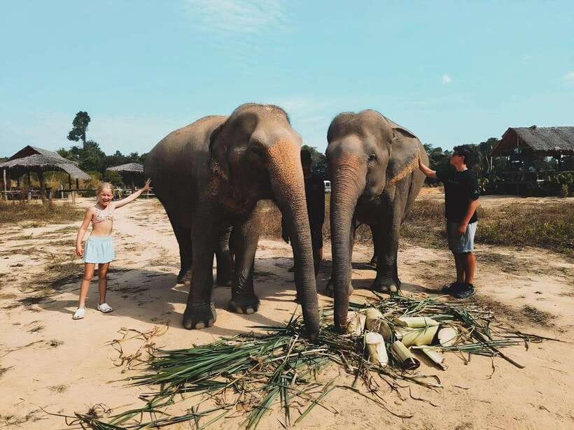 Siem Reap: Elephant Sanctuary Included Hotel Pickup Drop-off - What the $128 price covers