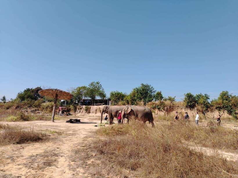 Siem Reap: Elephants & Apopo Rat Demining Private Trip - Choosing the one-hour or two-hour elephant program