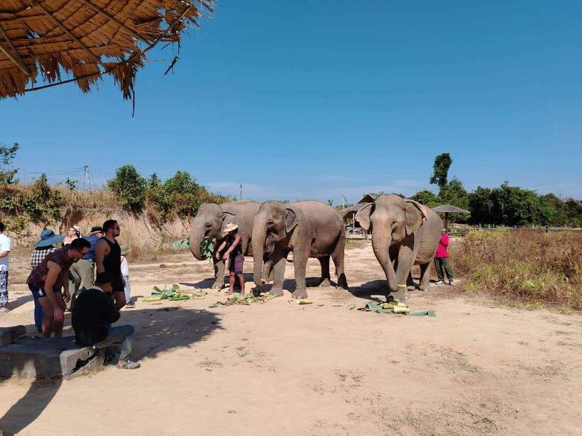 Siem Reap: Elephants & Apopo Rat Demining Private Trip - Should you book the elephants and Apopo tour?