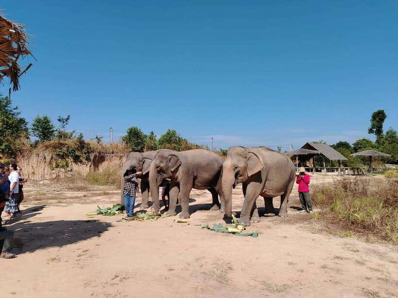 Siem Reap: Elephants & Apopo Rat Demining Private Trip - At the sanctuary, the elephants set the pace