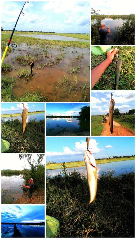 Siem Reap: Fishing in the rice fields, in the villages of Siem Reap - Learning the frog-bait method