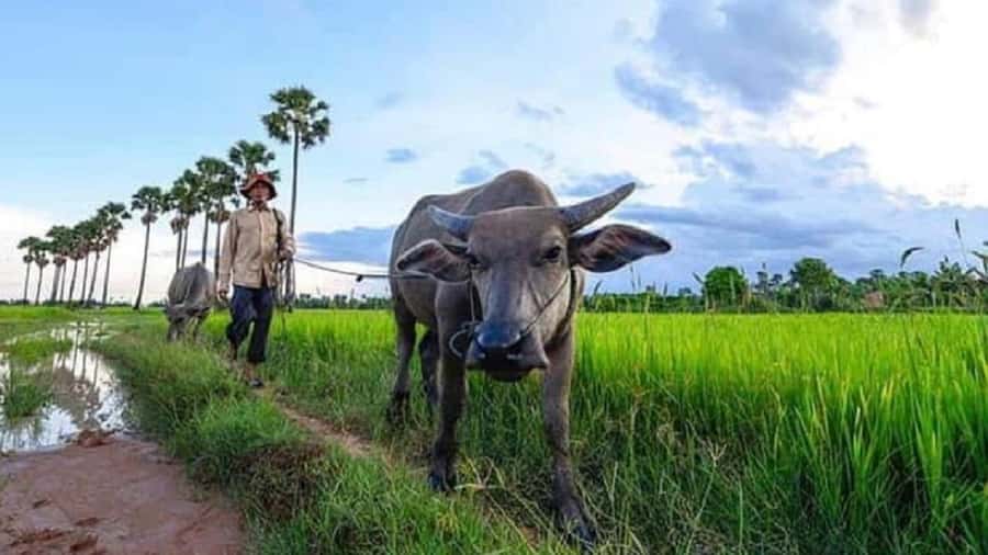 Siem Reap: Guided Countryside Sunset Tour by Jeep - Should You Book the Siem Reap Countryside Jeep Tour?