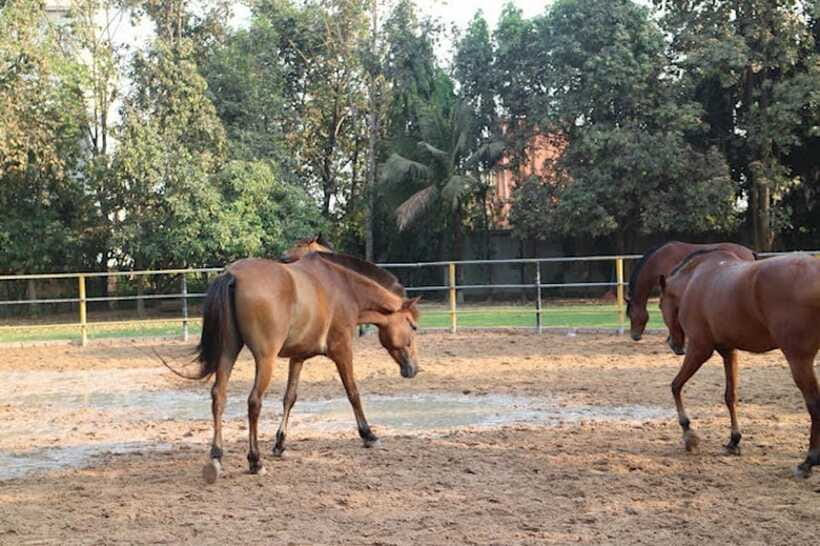 Siem Reap Happy Horse Riding Free Pick-up & Drop-off - Is $72 good value?