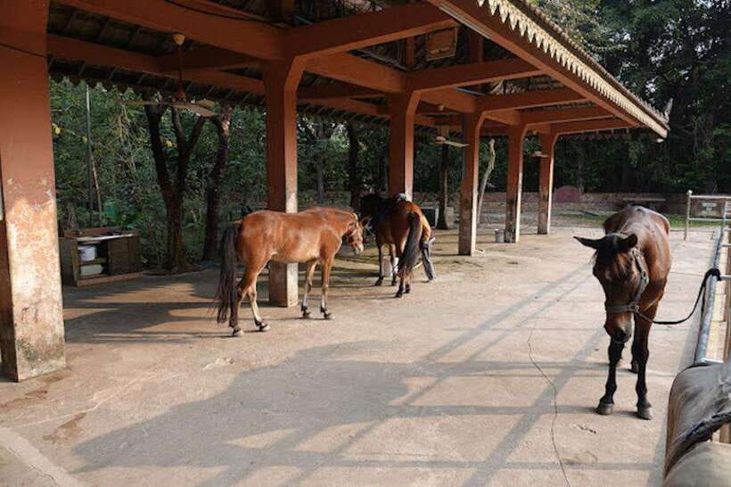 Siem Reap Happy Horse Riding Free Pick-up & Drop-off - Who should choose this horse ride?