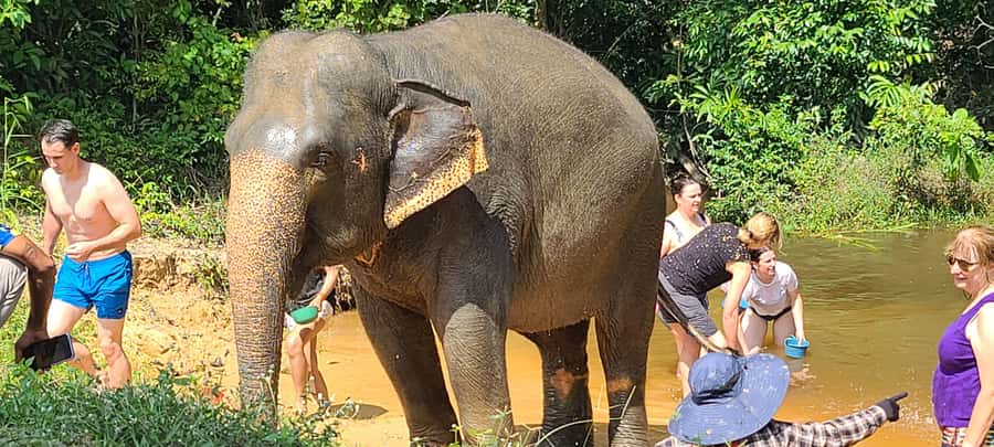 Siem Reap: Kulen Elephant Forest Guided Tour - Who will enjoy this most?