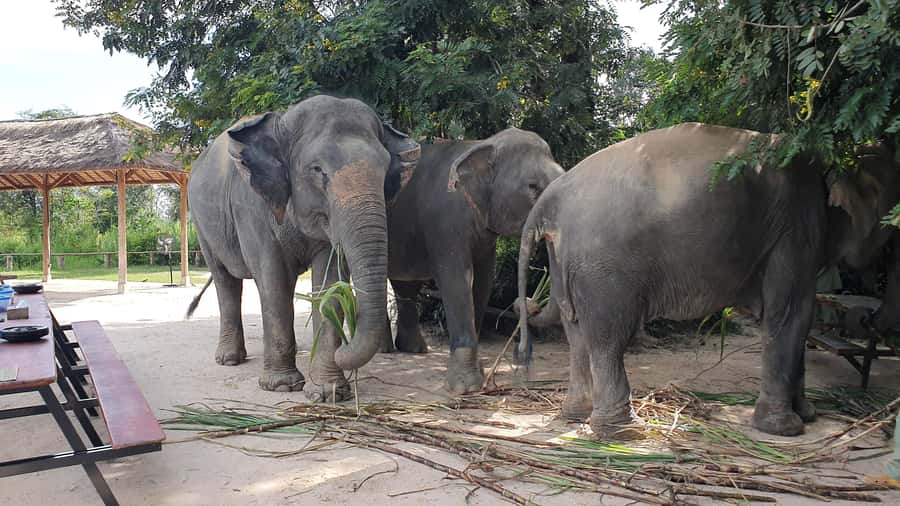 Siem Reap: Kulen Elephant Forest Guided Tour - Why the elephant time matters