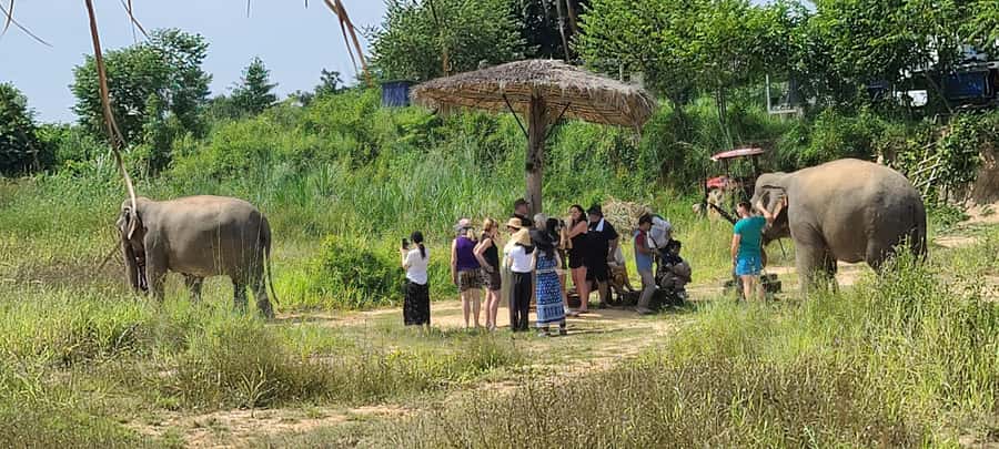 Siem Reap: Kulen Elephant Forest Guided Tour - Your introduction to the forest