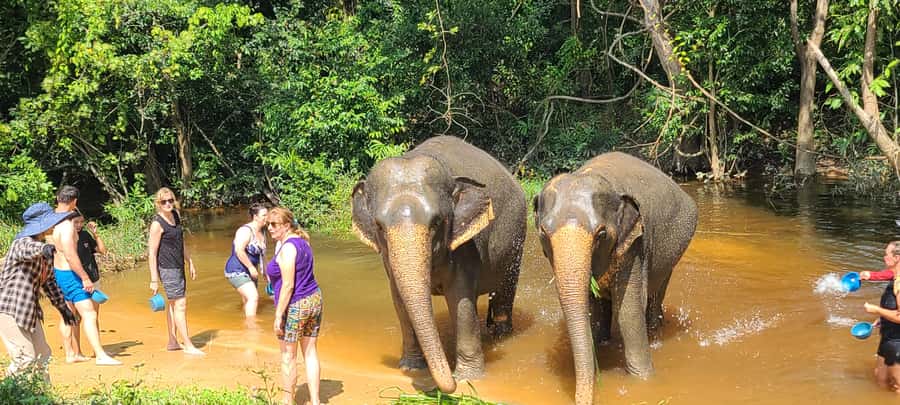 Siem Reap: Kulen Elephant Forest Guided Tour - Walking beside elephants in the forest