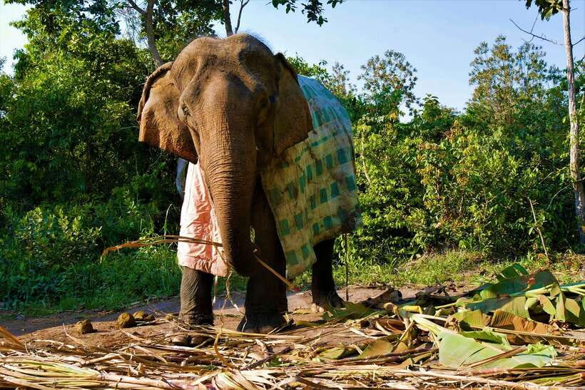 Siem Reap: Kulen Elephant Forest & Tonlesap Lake - Should you book the Kulen Elephant Forest and Tonle Sap tour?