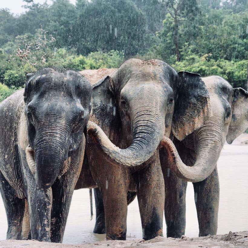 Siem Reap: Kulen Elephant Forest & Tonlesap Lake - Why the elephants are the main event
