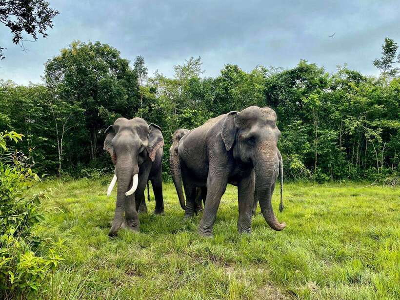 Siem Reap: Kulen Elephant Forest & Tonlesap Lake - From the forest to Kompong Phluk