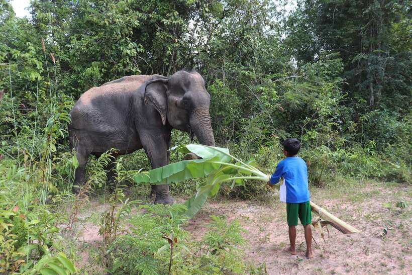Siem Reap: Kulen Elephant Forest & Tonlesap Lake - What the seven-hour schedule feels like
